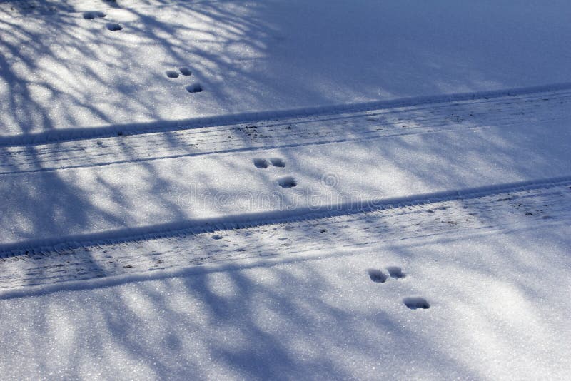Rabbit tracks crossing car tracks in snow ground texture stock photography Rabbit tracks crossing car tracks in snow ground texture stock photography