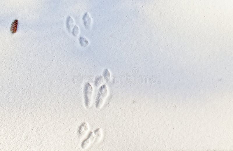 Rabbit tracks in the fresh snow.