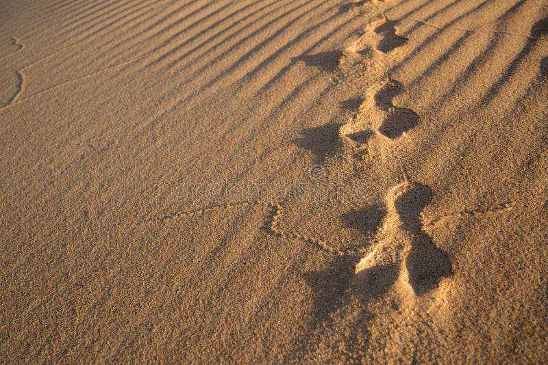 Rabbit tracks in the sand