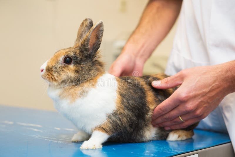 Rabbit at the veterinarian stock photo. Image of veterinarian 57748306