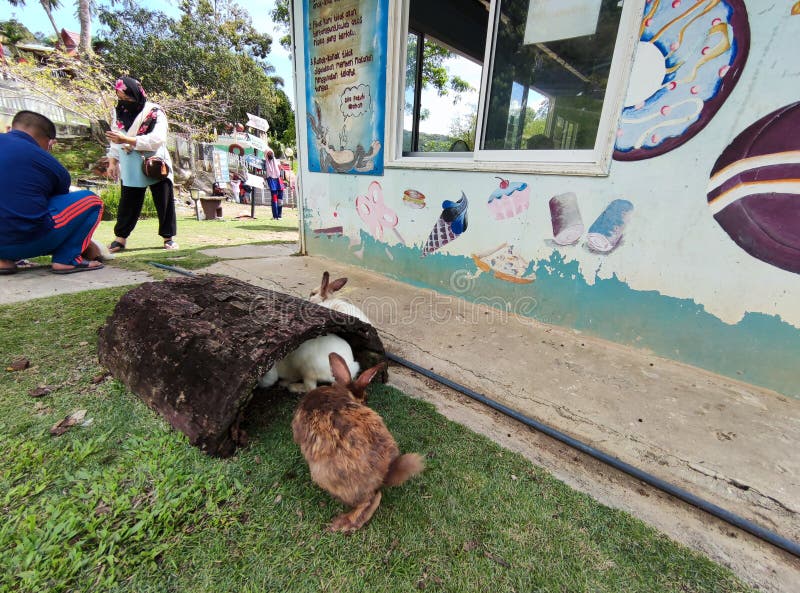 Rabbit Village on Kundasang Editorial Image Image of kundasang, cure
