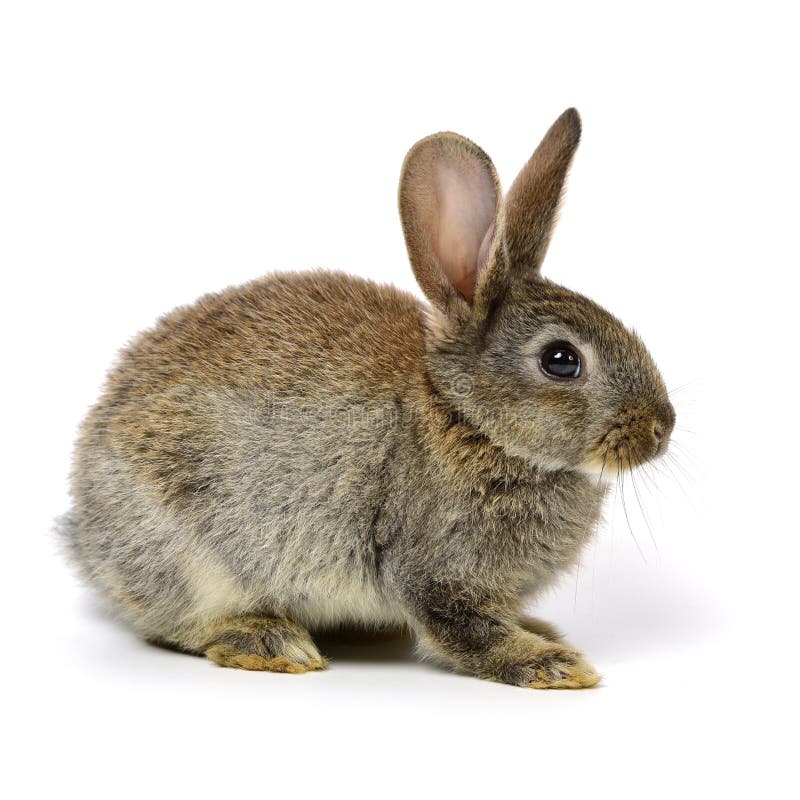 Rabbit on white background stock image. Image of brown - 151147599