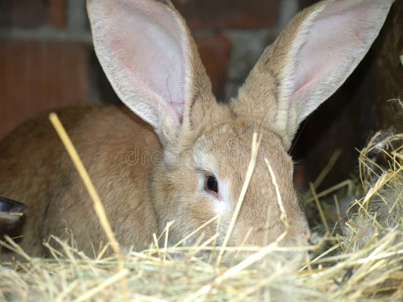 Rabbits on animal farm stock photo. Image of home, close 79780480