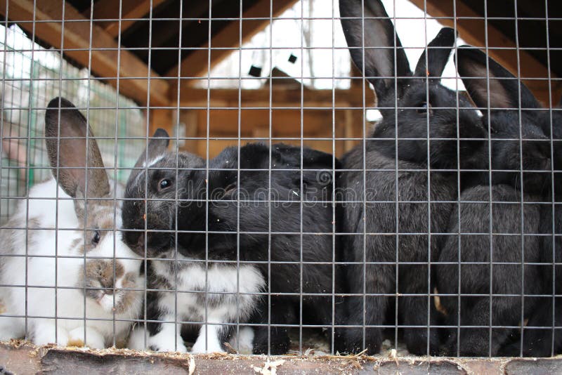 Rabbits in a Cage Animals Furry Paws Behind Bars Stock Image Image of