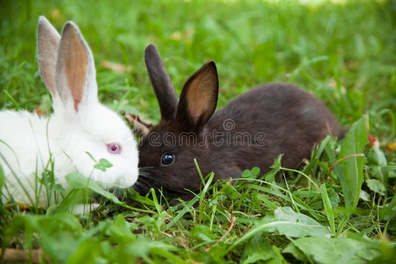 Baby Rabbit Eating Grass Outdoor on Sunny Summer Day. Easter Bunny in