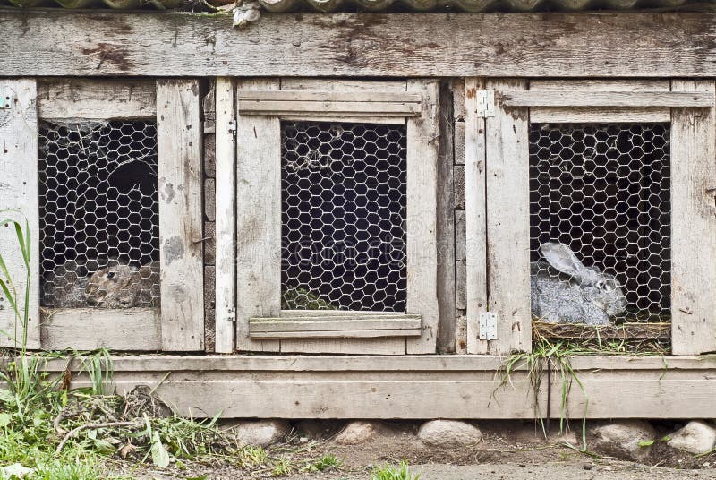 Rabbits in cage stock image. Image of breed, cony, gray 27959063