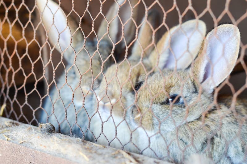 Rabbits in a cage stock image. Image of adult, beauty 57710203