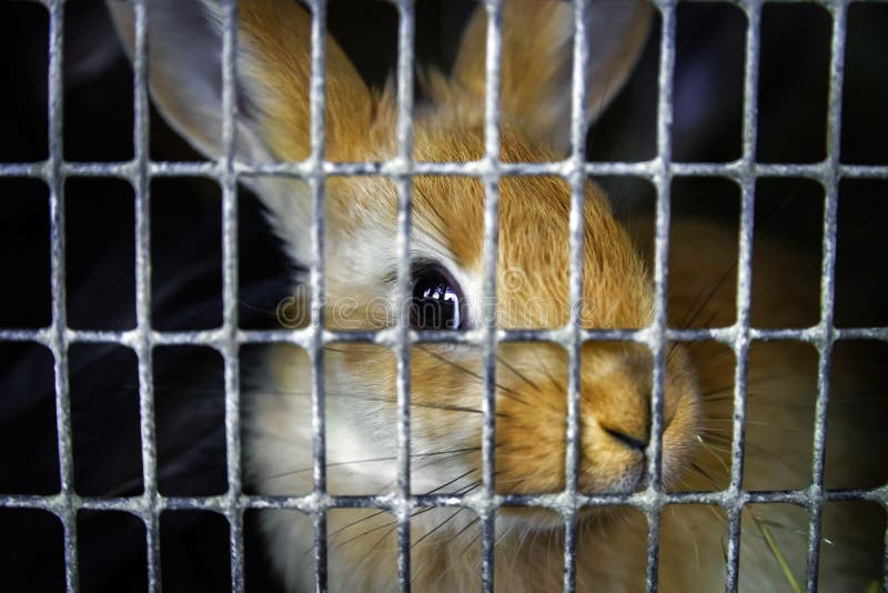 Rabbits in the Cage on Countryside Farm Stock Photo Image of baby