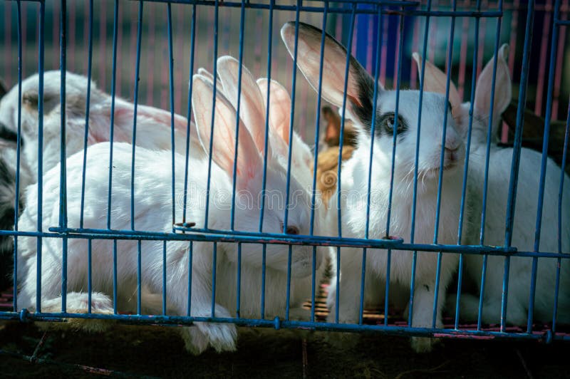 Animals in captivity stock image. Image of life, waxwings 86426891