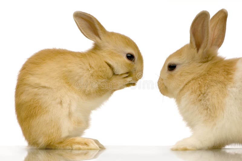 Dve zajace proti biely.