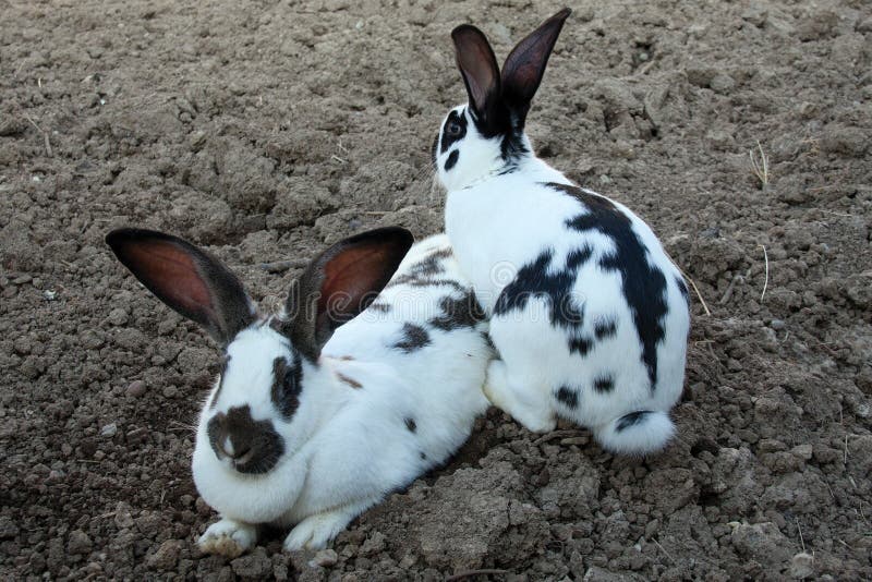 Rabbits On Dirt Stock Photo Image 38821365