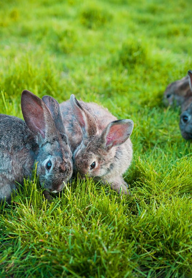 Rabbits Eat the Grass in Garden Stock Photo Image of eyes, gray