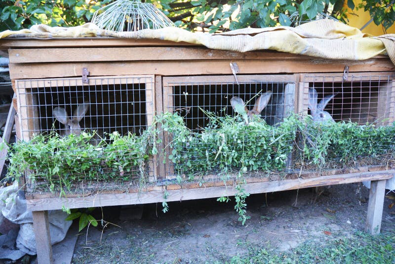 Rabbits Eat Green Grass. Rabbit Cage. Feeding Rabbits. Stock Image