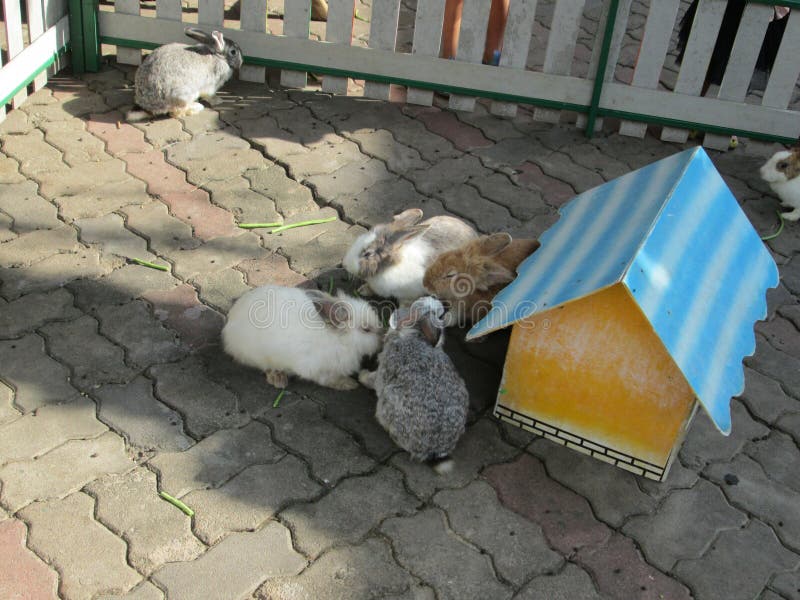 Rabbits and House in Thailand Zoo Stock Photo - Image of animal, travel:  152950868