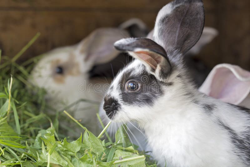 Rabbits in a hutch stock image. Image of animal, horizontal 26745363