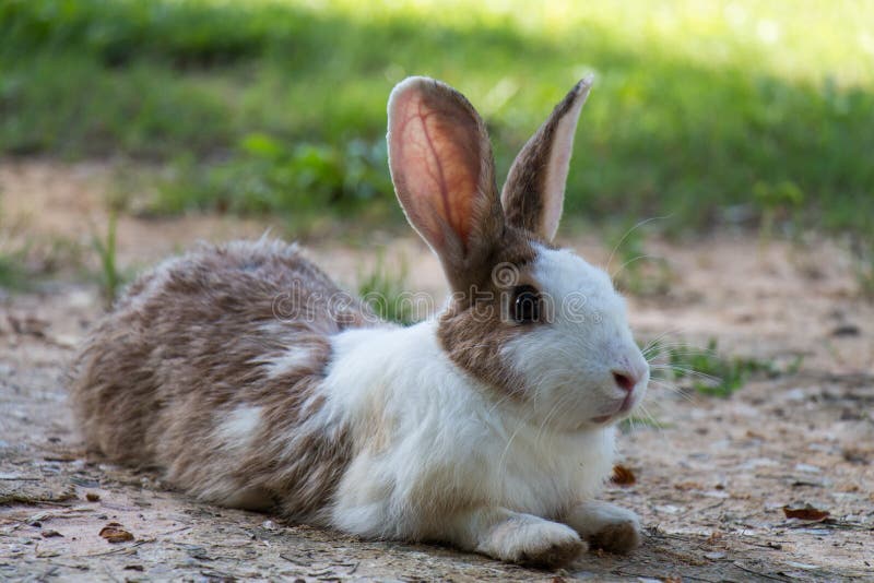 Rabbits in the meadow stock photo. Image of meadow, garden 43917402