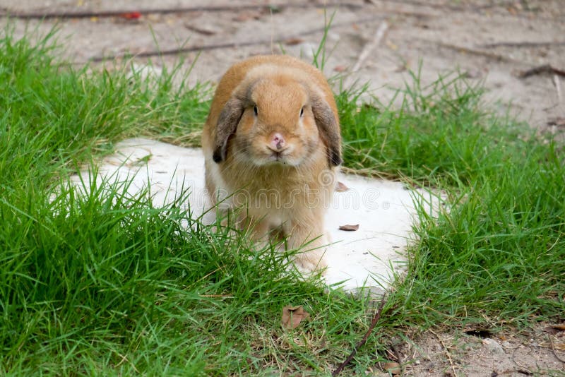 Rabbits are the Most Popular and Benevolent Animal Stock Image - Image ...