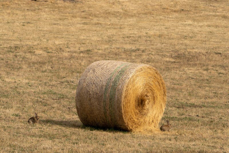 Rabbits Shelter by a Large Hay Bale Stock Image Image of huddled