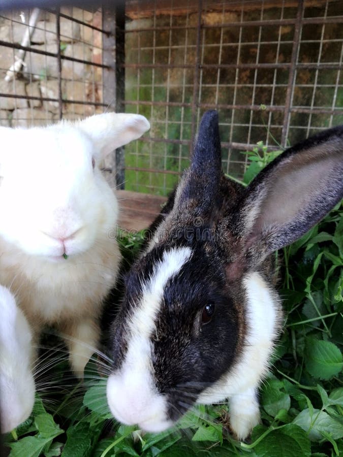 Rabbits stock image. Image of love, rabbity, siblings 126641075