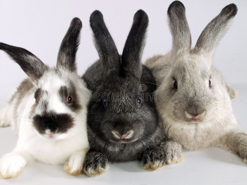 Rabbits together. stock image. Image of scare, beautiful 26857977