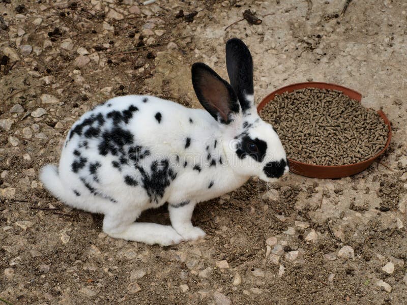 Rabbitspots.