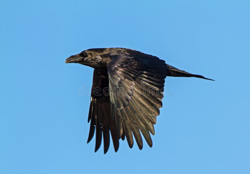 Rabe im Flug lizenzfreies stockfoto Rabe im Flug lizenzfreies stockfoto
