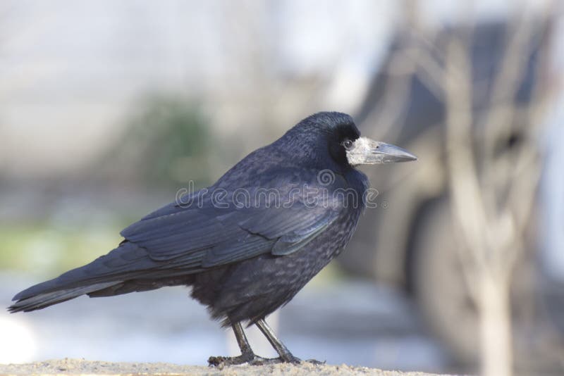 Rabe-Vogel auf einfachem Hintergrund. Schwarze Krähe sitzt auf einem Stein stockfoto