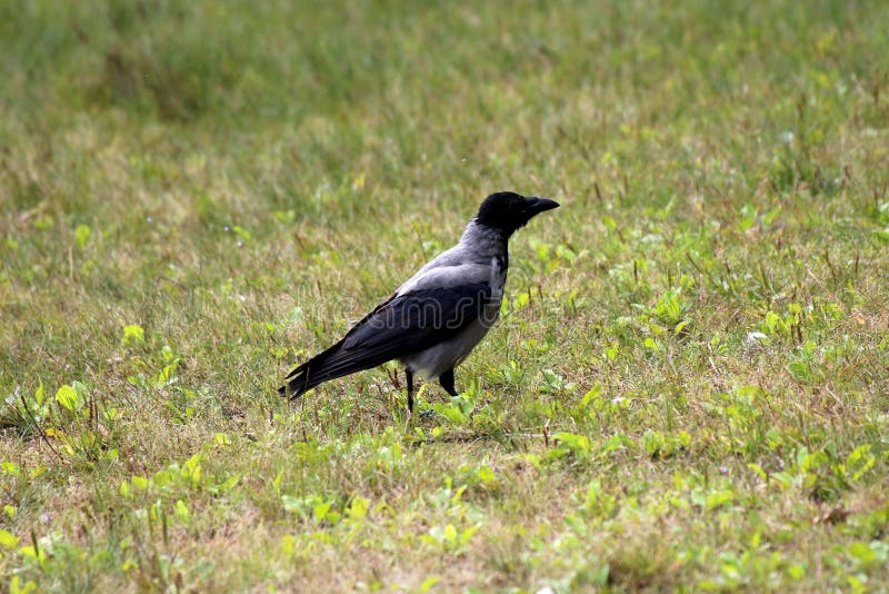 Rabenkrähe oder Corvus cornix oder graue und schwarze kleine Vogelstellung des Hoodie auf ungeschnittenem grünem Gras im lokalen stockfotografie Rabenkrähe oder Corvus cornix oder graue und schwarze kleine Vogelstellung des Hoodie auf ungeschnittenem grünem Gras im lokalen stockfotografie