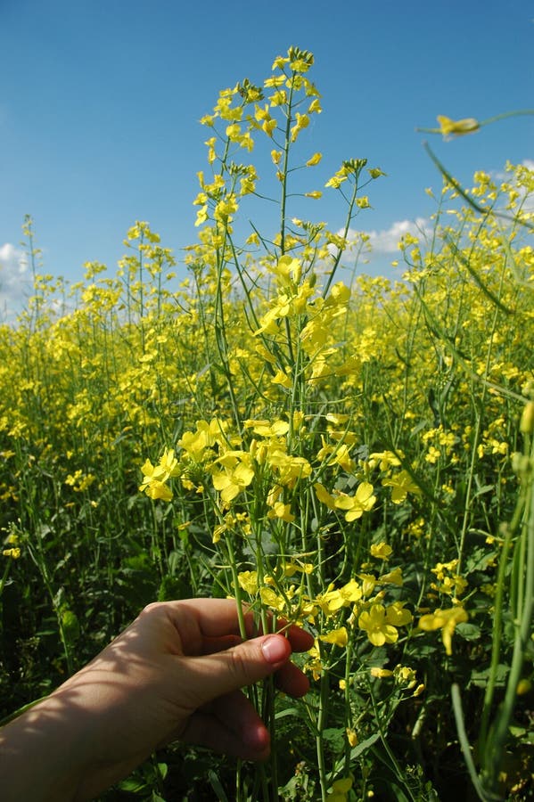 A field of (colza) plants in bloom (in latin - Brassica napus or Brassica oleifera). Rapeseed is widely used for biodiesel production. A field of (colza) plants in bloom (in latin - Brassica napus or Brassica oleifera). Rapeseed is widely used for biodiesel production.