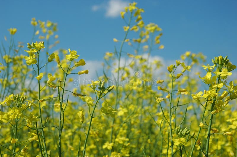 A field of (colza) plants in bloom (in latin - Brassica napus or Brassica oleifera). Rapeseed is widely used for biodiesel production. A field of (colza) plants in bloom (in latin - Brassica napus or Brassica oleifera). Rapeseed is widely used for biodiesel production.