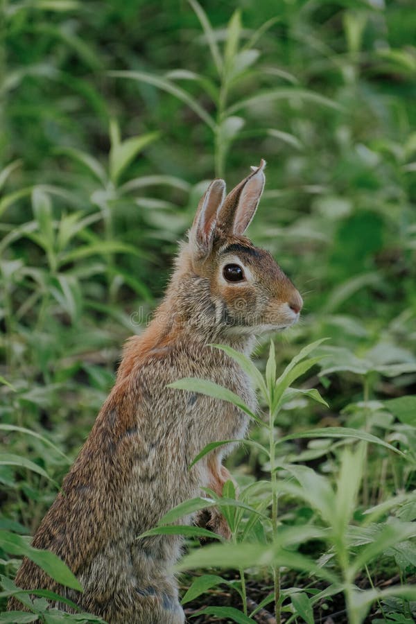 Rabit in the forest stock image
