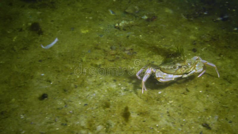 Rabs liocarcinus holsatus. las algas verdes crecen sobre la cáscara del cangrejo. mar negro almacen de metraje de vídeo