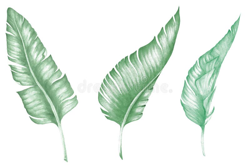 tessera limoni tessera limoni