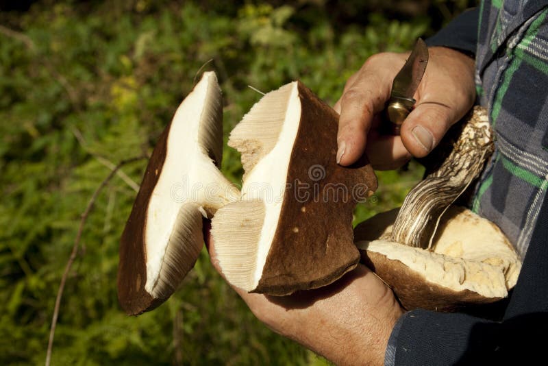 Raccoglitrice del fungo immagini stock libere da diritti Raccoglitrice del fungo immagini stock libere da diritti