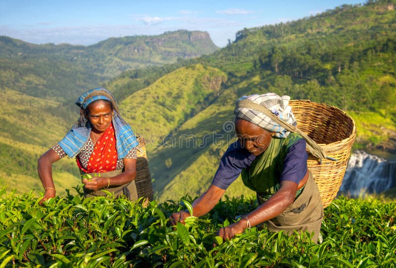 Raccoglitrici del tè delle donne nello Sri Lanka