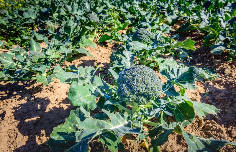 Raccolga i broccoli organicamente coltivati maturi in un campo soleggiato