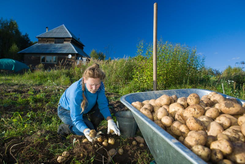 Woman gathering harvest of potatoes at her lands. Woman gathering harvest of potatoes at her lands