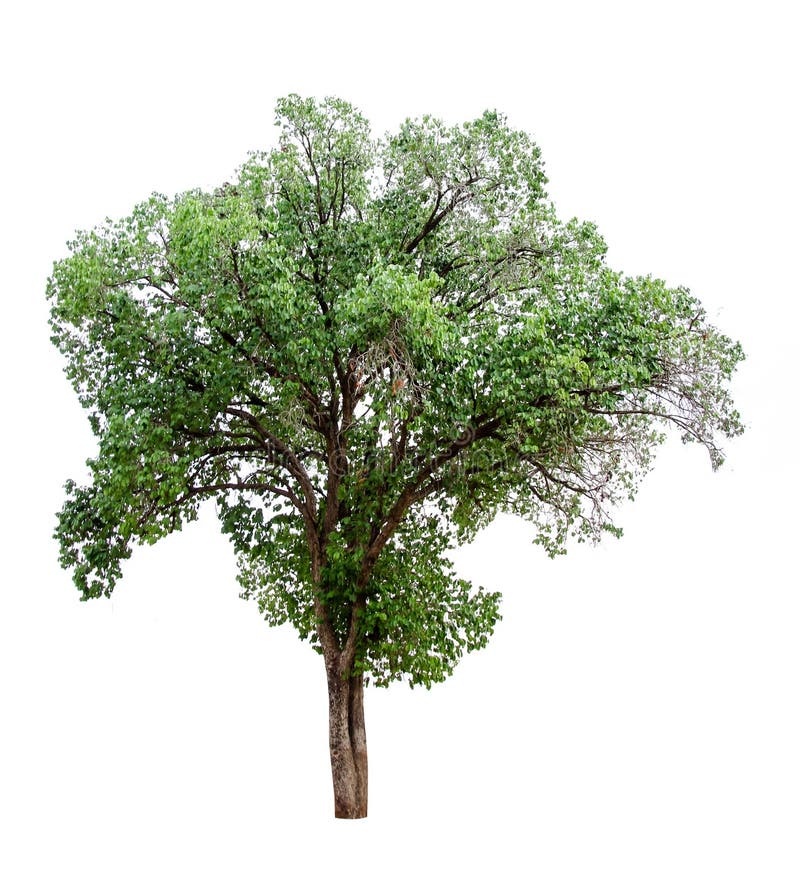 Raccolta degli alberi isolati su un fondo bianco Bello albero ? adatto ad uso nella decorazione, nella decorazione e nella stampa immagine stock Raccolta degli alberi isolati su un fondo bianco Bello albero ? adatto ad uso nella decorazione, nella decorazione e nella stampa immagine stock