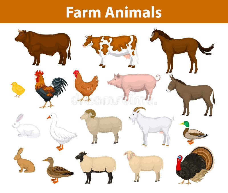 Raccolta degli animali da allevamento