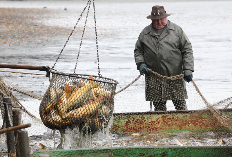 Harvest of fishpond Blatna. It is Czech's traditional fishing technology with a very long history dating back to 1550. Harvest of fishpond Blatna. It is Czech's traditional fishing technology with a very long history dating back to 1550.