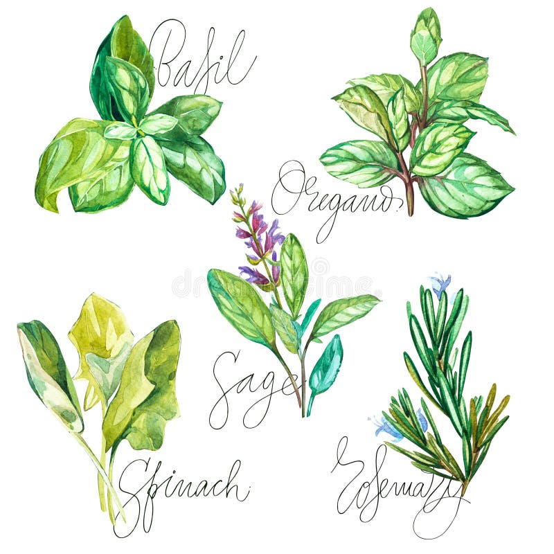Raccolta dell'acquerello delle erbe fresche isolate: basilico, rosmarino, origano, salvia, spinaci Oggetto delle erbe isolato su royalty illustrazione gratis