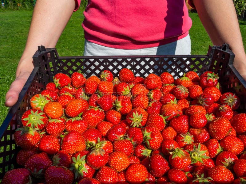 Raccolta della fragola rossa dolce fresca Scatola dell'azienda agricola della fragola con la bacca matura fotografia stock libera da diritti Raccolta della fragola rossa dolce fresca Scatola dell'azienda agricola della fragola con la bacca matura fotografia stock libera da diritti