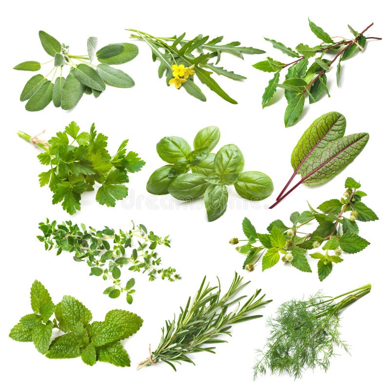 Raccolta delle piante aromatiche fotografia stock libera da diritti Raccolta delle piante aromatiche fotografia stock libera da diritti