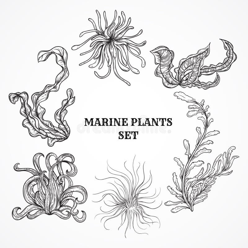 Raccolta delle piante, delle foglie e dell'alga marine Insieme dell'annata della flora marina disegnata a mano in bianco e nero