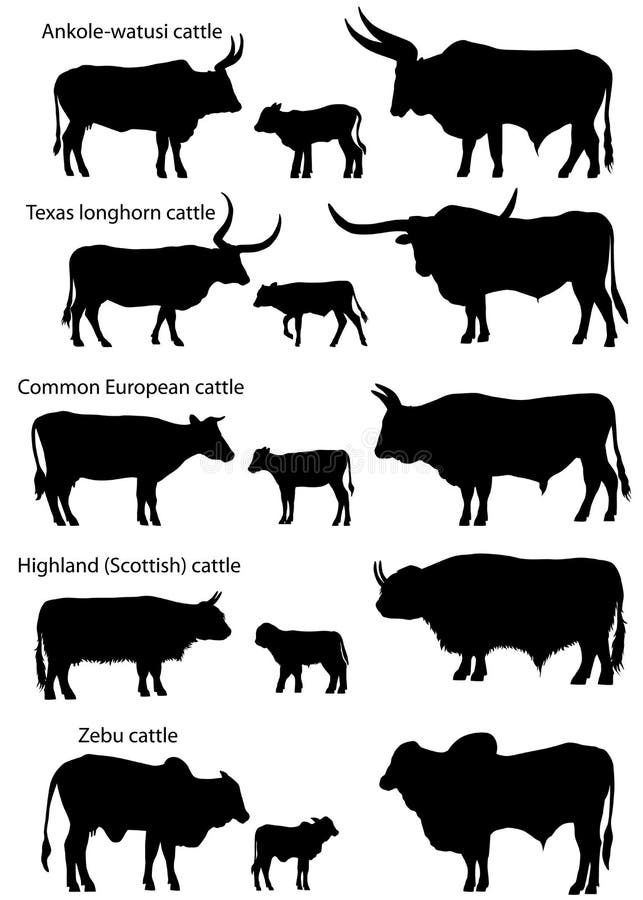 Raccolta delle siluette delle specie differenti di bestiame