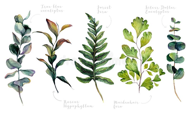 Raccolta di acquerelli di vegetazione alla moda illustrazione vettoriale