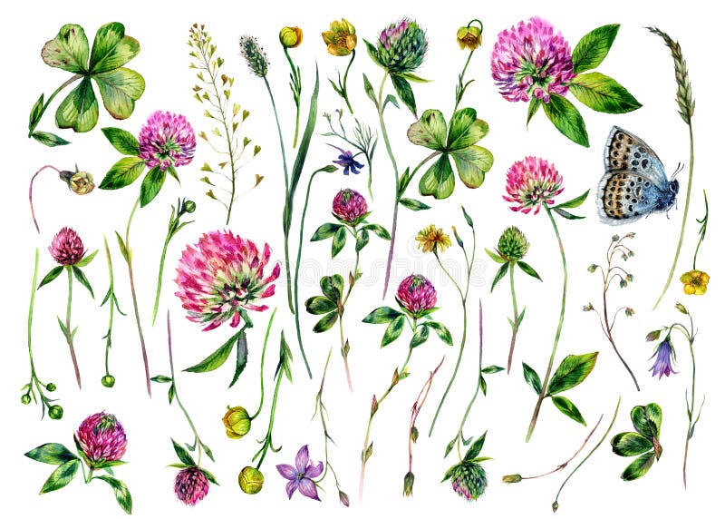 Raccolta di acquerelli verniciati a mano di fiori di colore selvatico illustrazione di stock