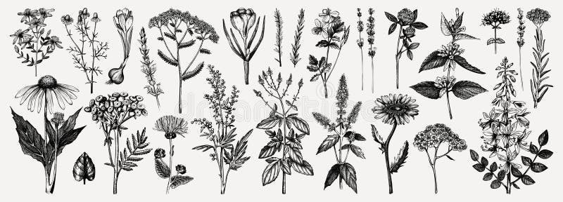 Raccolta di erbe medicinali. set vettoriale di farine estive prelevate a mano erbe erbe infestanti e prati. piante d'epoca con ins
