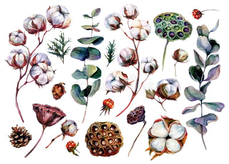 Raccolta di fiorini di colore acquatico di cotone ed eucalipto immagini stock libere da diritti