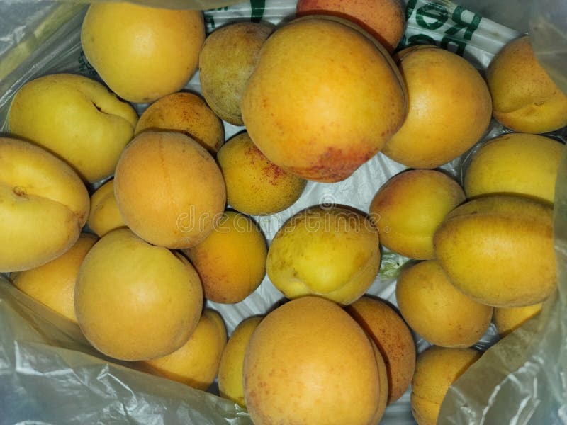 Raccolta di frutti di albicocca con illuminazione flash della telecamera e colori vibranti immagine stock libera da diritti Raccolta di frutti di albicocca con illuminazione flash della telecamera e colori vibranti immagine stock libera da diritti